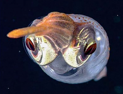 鱿鱼眼中的链接蛋白可使其在低亮度下获得清晰的视野—中国光学期刊网